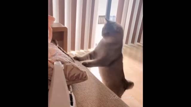 Cleaver funny cats try to extraordinary work