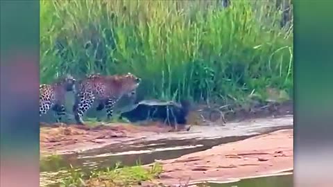 Best Animal Moments of 2023 Unforgettable Encounters with Nature Viral 7