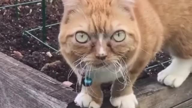 Big-eyed dwarf cat finds forever home # catsoftiktok what are