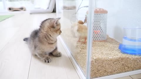 Looking back on how kitten Kiki met tiny chicks for the first time