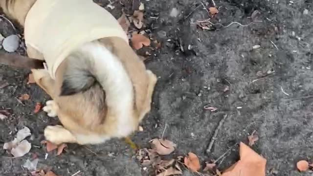 Anjing lucu yang MENGHEBOHKAN PANTAI