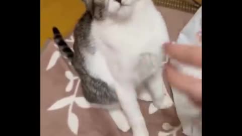 Funnyist cat