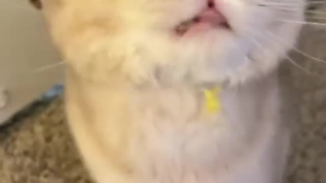 Oh, my sweety, your meows are so therapeutic. 🥰🥰