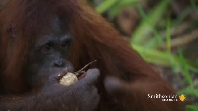 A Shy Orangutan Shares Her Breakfast with a Friend