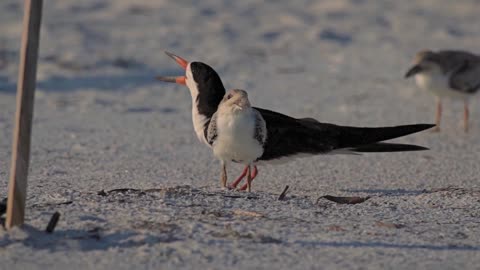 Fledgling Posing