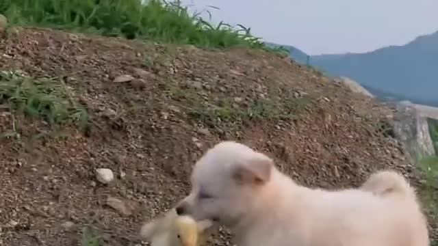 Oh cute puppy on outing with duck brother