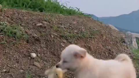 Oh cute puppy on outing with duck brother