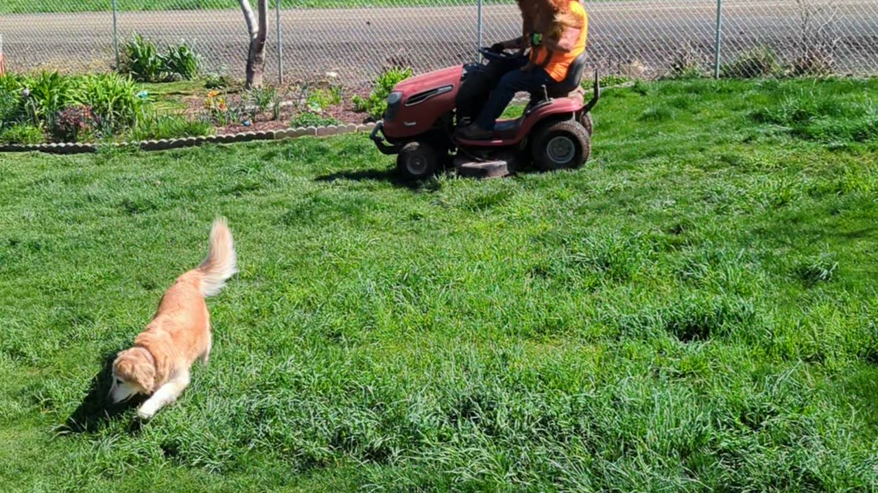 Golden Retriever Goes For Ride on Lawn Mower