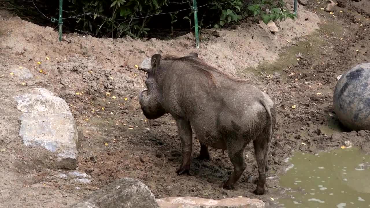 Boar Animal World