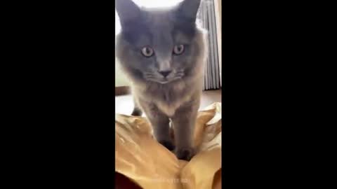 Funny cat videos 2022