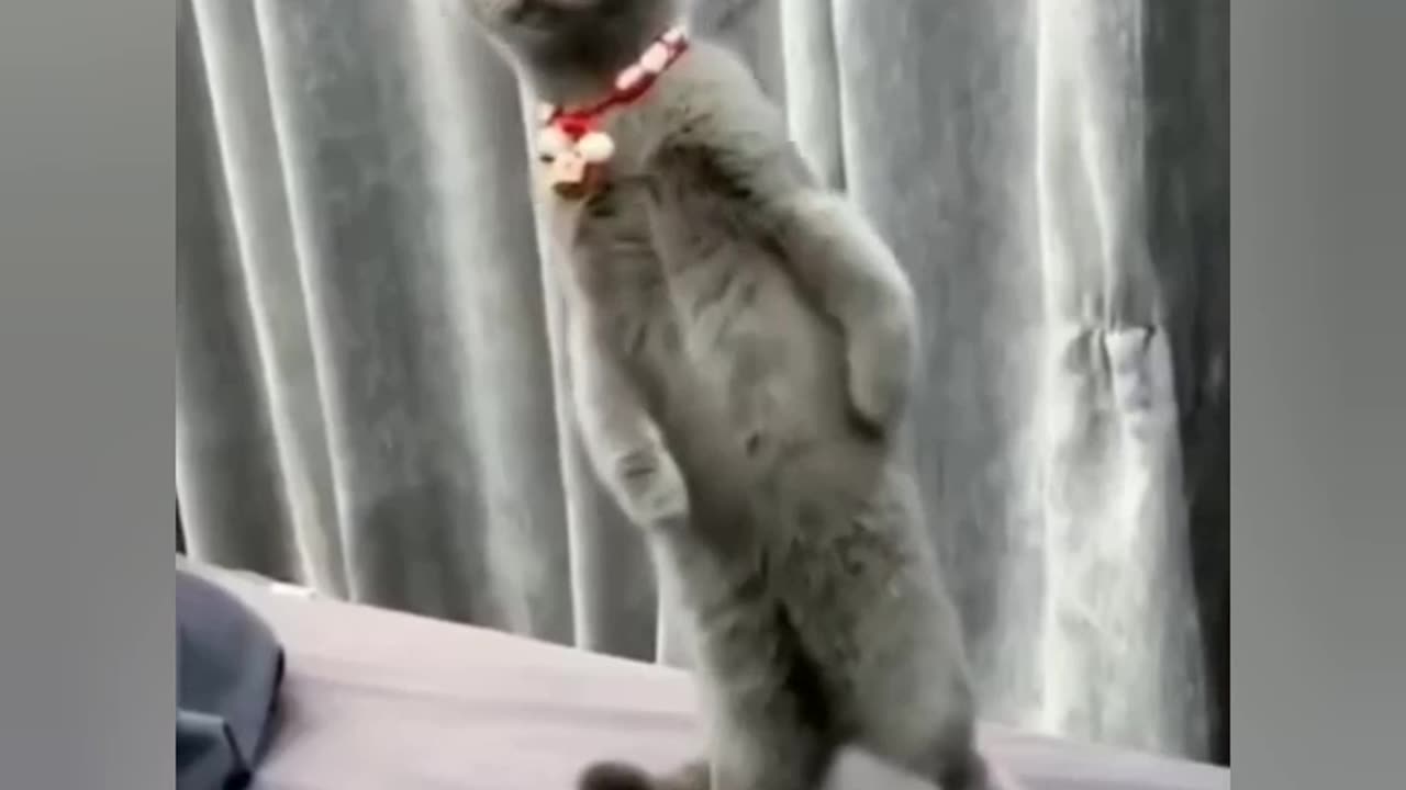 Funny cat videos - funny animals compilation - afv funniest animals #1 #tiktok #viral #cat #funny