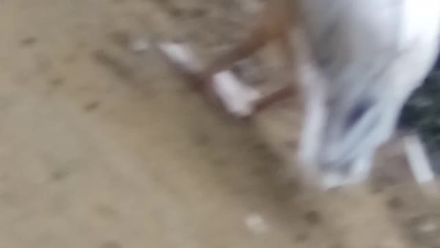 Pelican trying to eat an egg 🤣