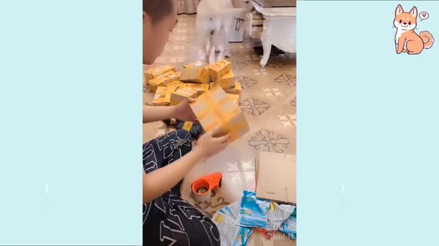 You will laugh at all the DOGS 🤣 Funny DOG Videos