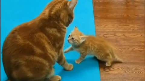 Father cat fighting with his son cat 😺😺.....