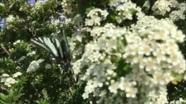 Dance of the Zebra Swallowtail