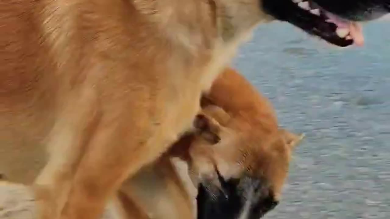 Two lovely dogs playing with each other