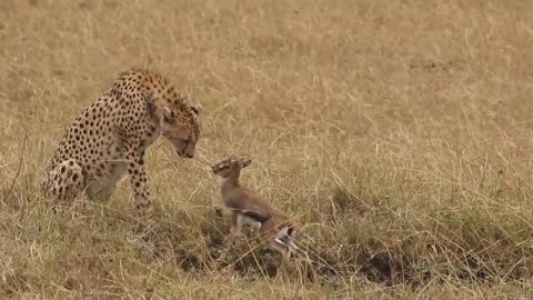 [!!Shaky Video!!] Cheetah playing with baby gazelle before eating it-1