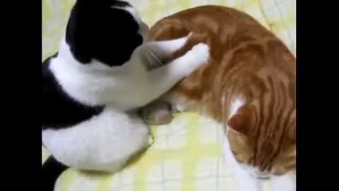Funny animal video