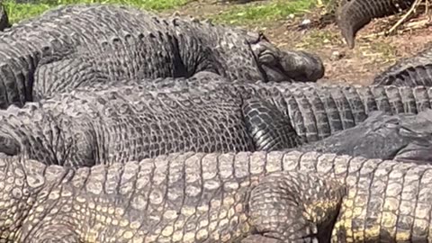 Bird Rides on Gator's Back