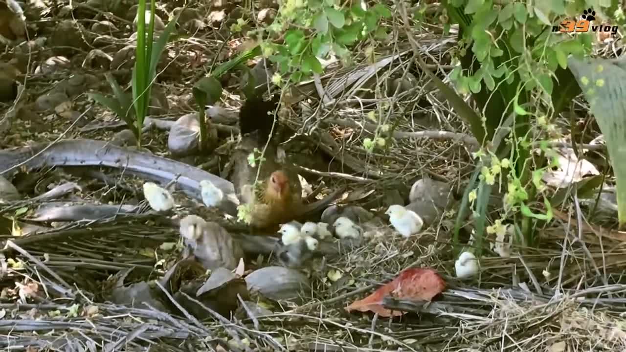 Raising chickens and raising them at home and in the garde