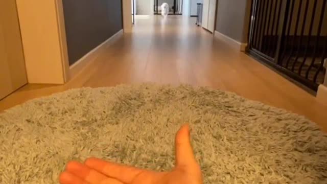 Usain Bolt Ara🐩 #킴미소#이아라#토이푸들#푸들#tiktok#강아지#プードル #トイプードル#펫스토리#마이펫#주간베스트@tiktok_kr#스타펫오디션#반려동물#텍스트밈#틱톡코미디