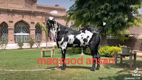 Big breeder Pakistani Betal goats