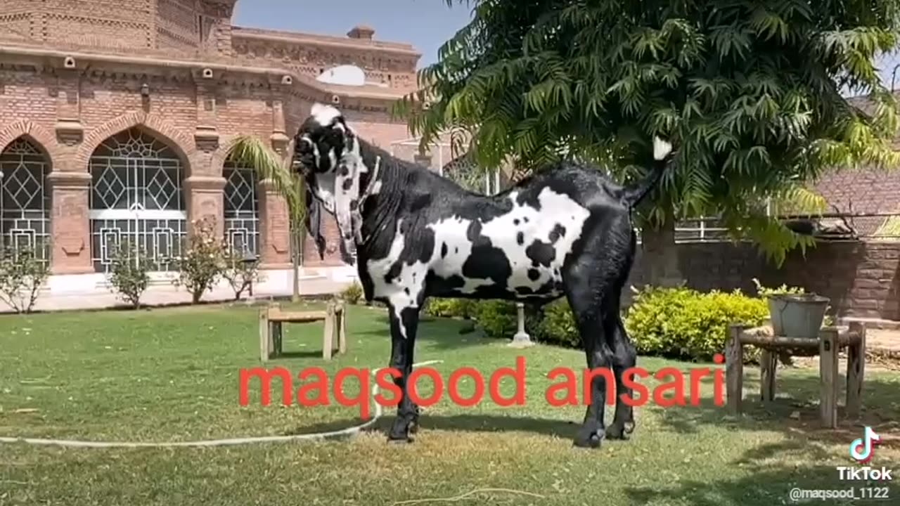 Big breeder Pakistani Betal goats