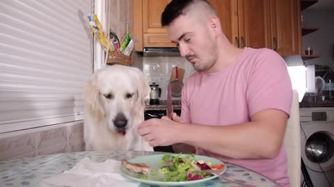 A Very Modest and Patient Dog Asks Me for Food - Dinner with a Golden Retriever!