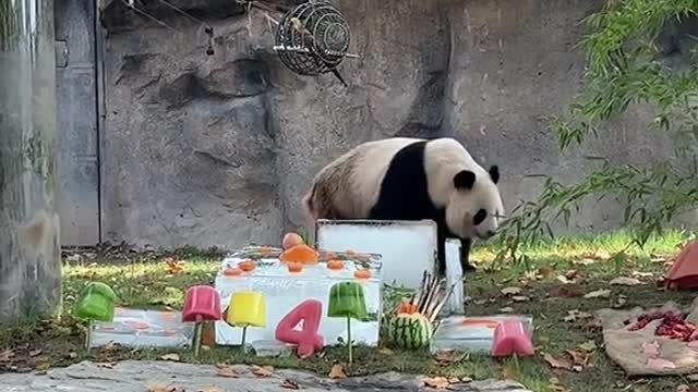 Happy 7th birthday # Panda