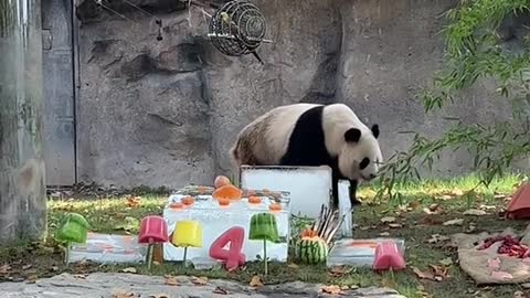 Happy 7th birthday # Panda