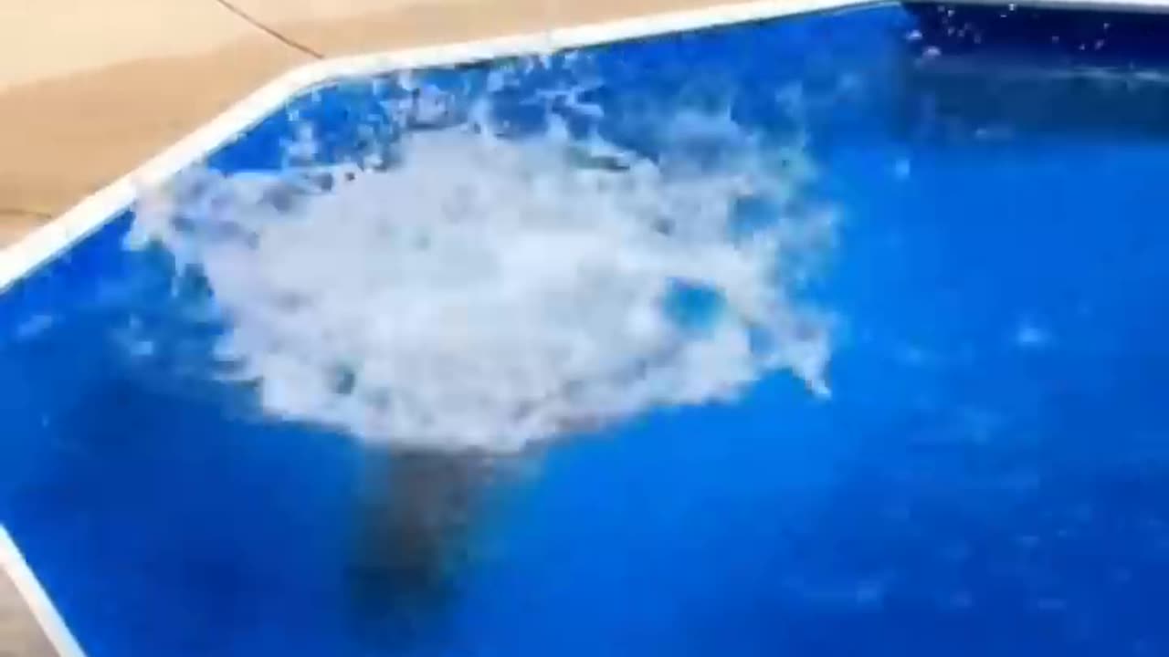 FUNNY CATS and DOGS 🐱🐶 & other ANIMALS 🐾 New Funniest Animals Videos 2023 😂,