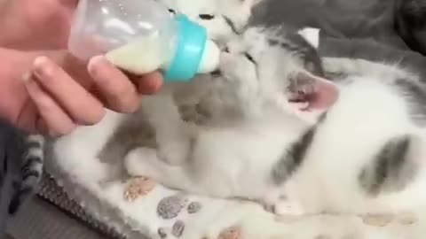 Cat 😺🐈 drink milk 🥛🍼