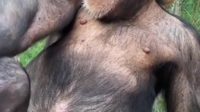 beings themselves
