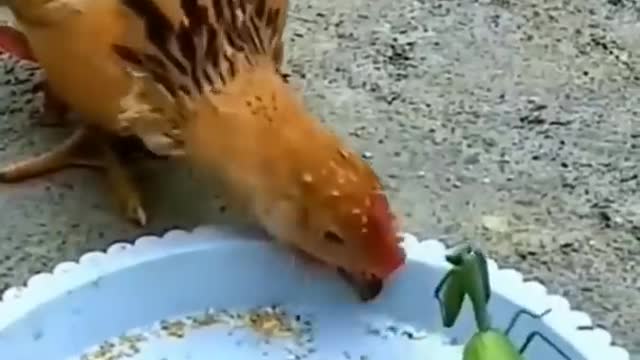 Hen