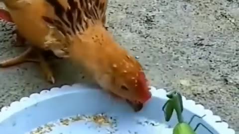 Hen