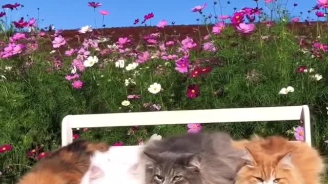 cat lover trisha and show more new post