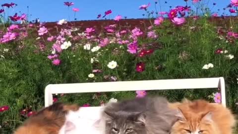 cat lover trisha and show more new post