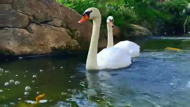 White Swan