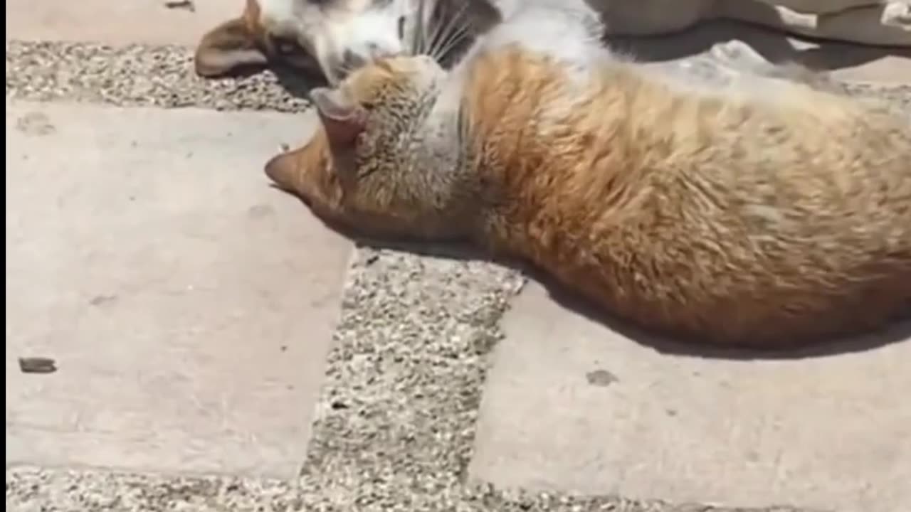 DO YOU THINK these CATS are Comfy 🤣 Wholesome Animals