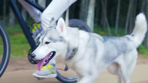 A very fast dog trying to race a boy on a wheel