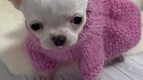 #chihuahuapupp