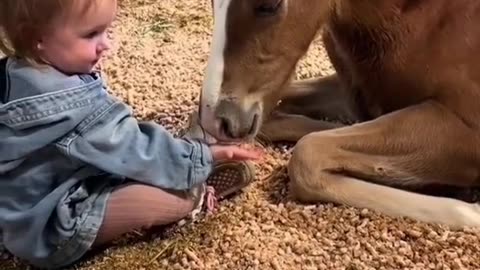 Tremendous bonding between child and horse #shorts #shortsvideo #video #viral