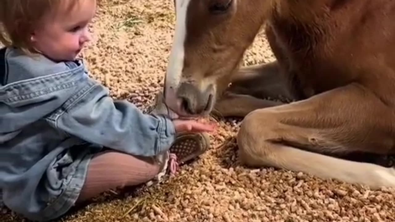 Tremendous bonding between child and horse #shorts #shortsvideo #video #viral