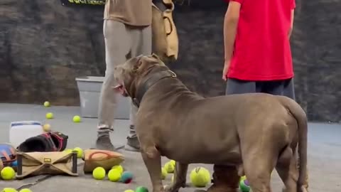 DOG PROTECTING HIS OWNER