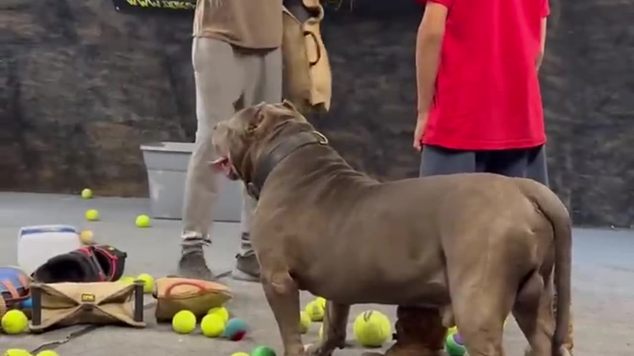 DOG PROTECTING HIS OWNER