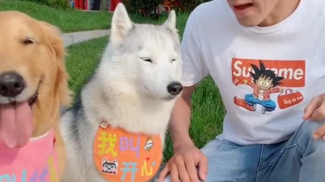 Dogs also celebrate Children's Day