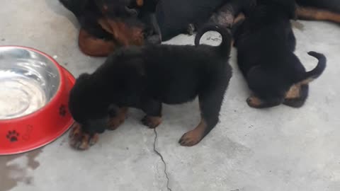 Rottweiler mother love