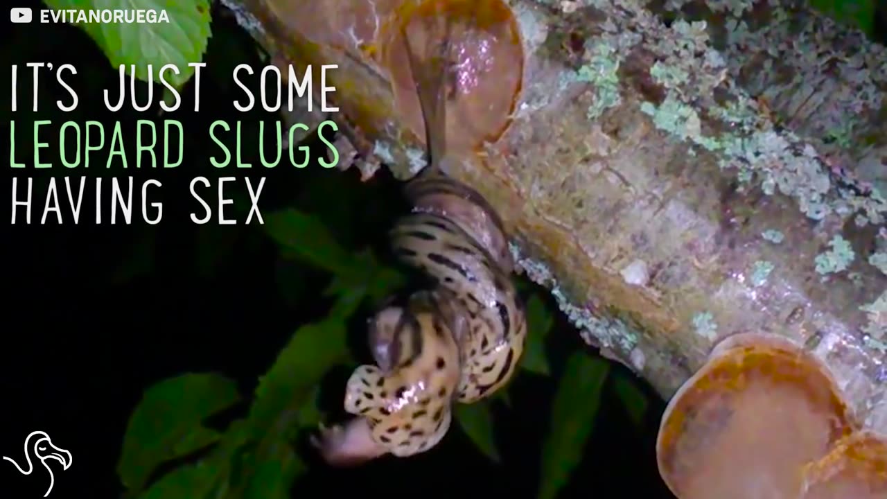 Slug Sex Can Get Really, Really DARK | The Dodo