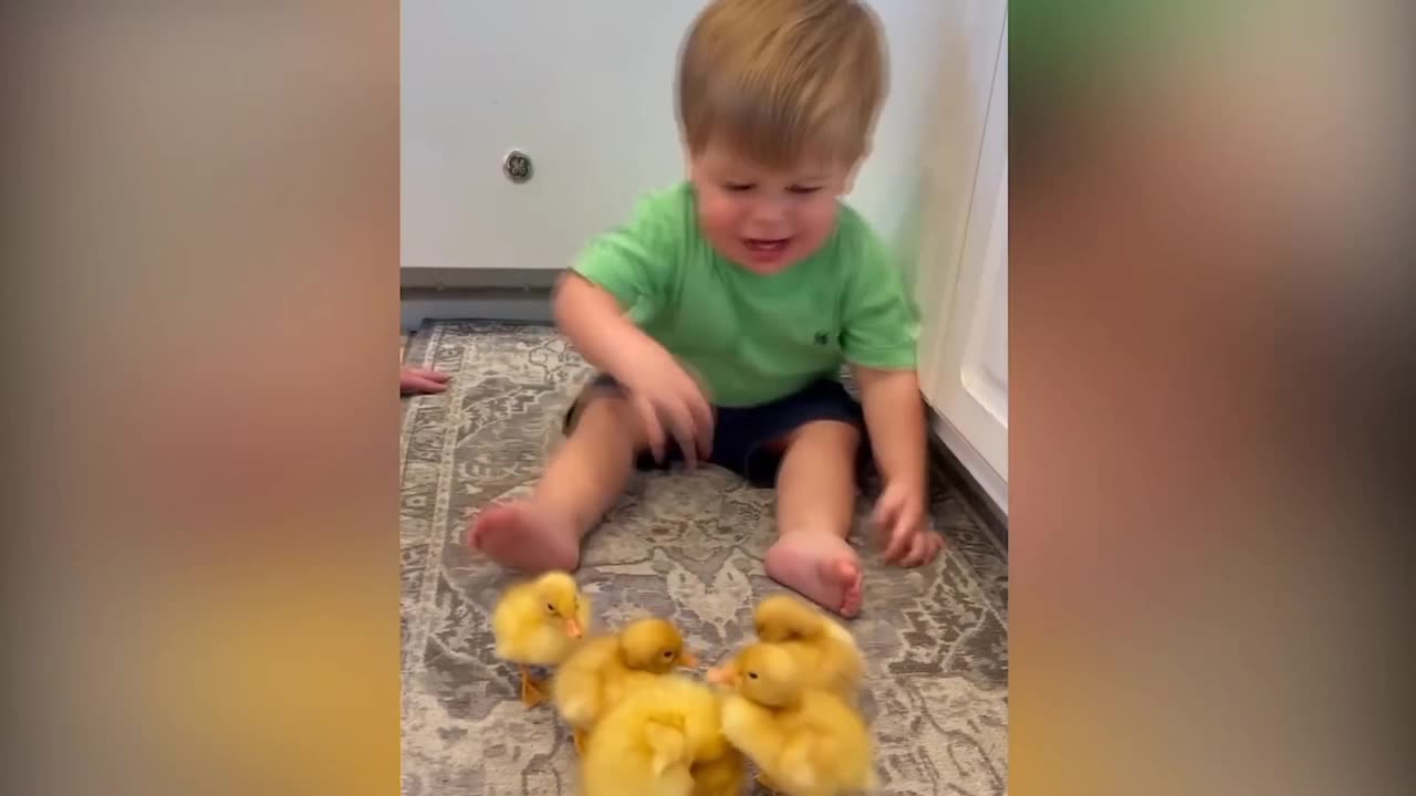 baby enjoys playing with chicken babies