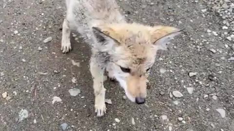 Baby Coyote